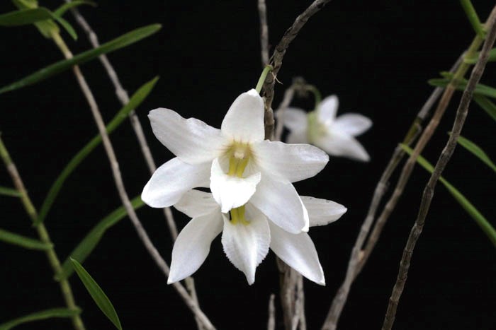 Dendrobium auriculatum - Eared Dendrobium