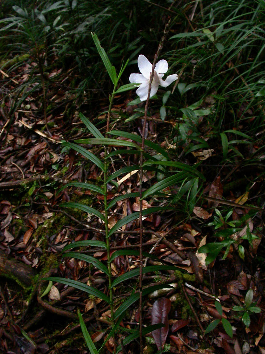 Dendrobium auriculatum - Eared Dendrobium