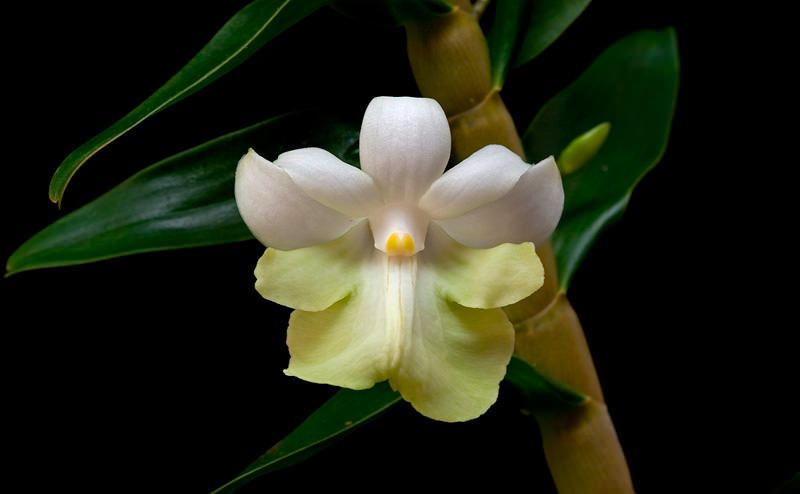 Dendrobium austrocaledonicum