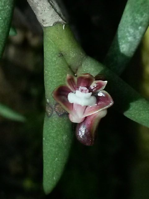 Dendrobium auyongii