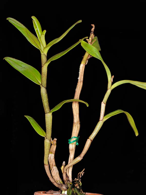 Dendrobium ayubii