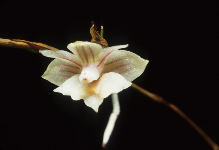 Dendrobium babiense