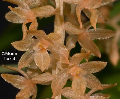 Dendrobium bicallosum
