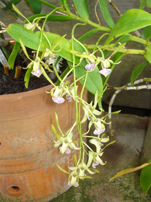 Dendrobium bicaudatum