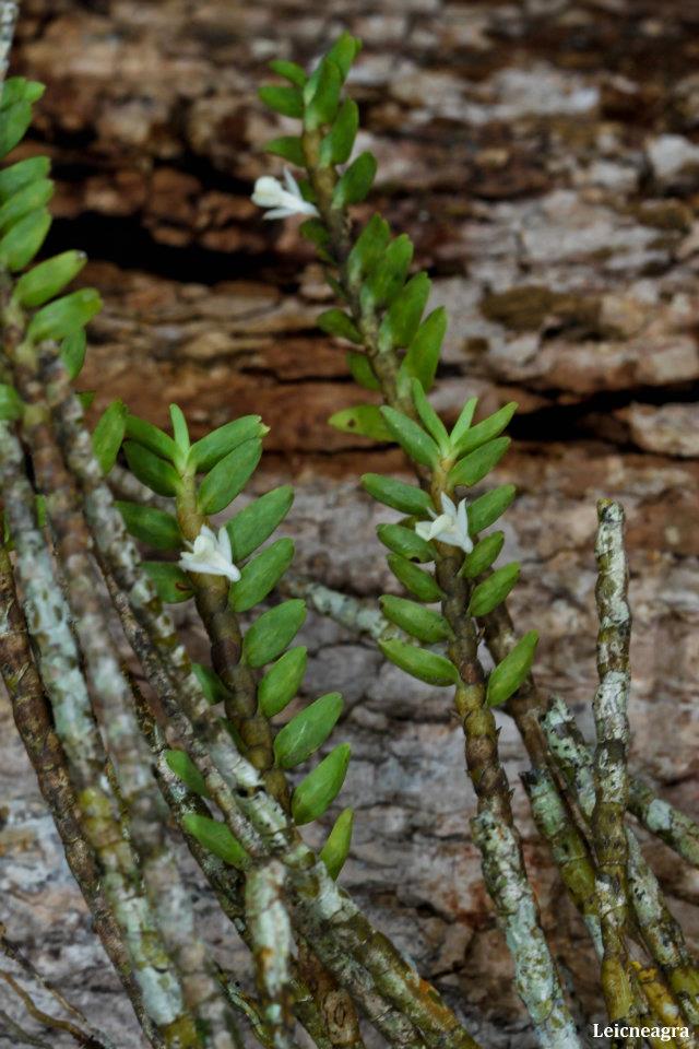 Dendrobium bihamulatum