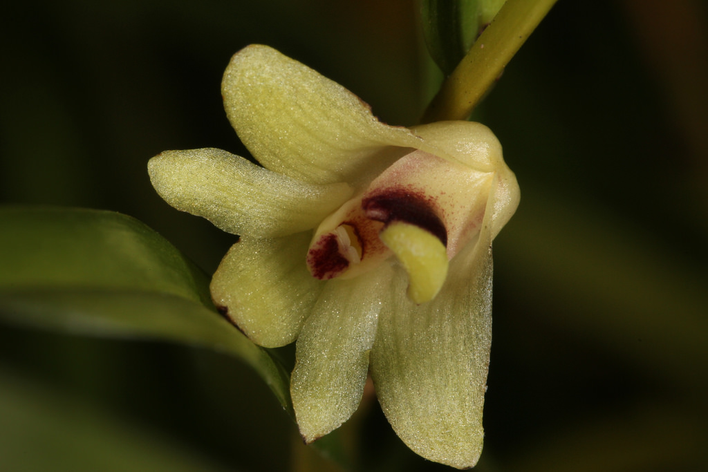 Dendrobium bilobum