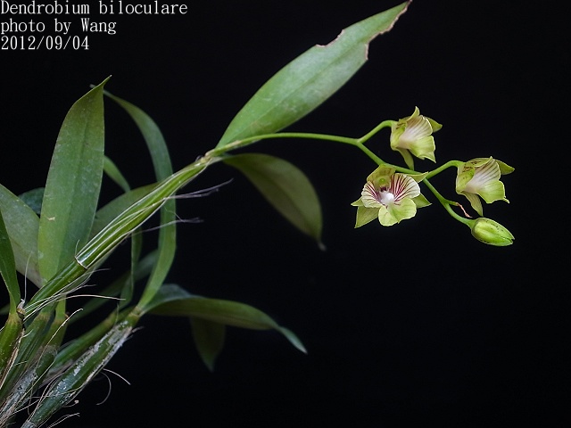 Dendrobium biloculare