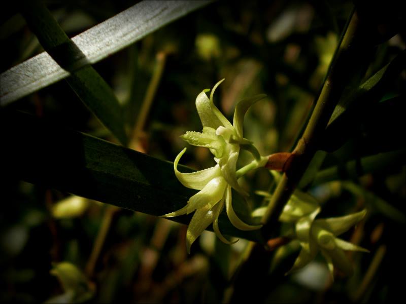 Dendrobium blanche-amesiae
