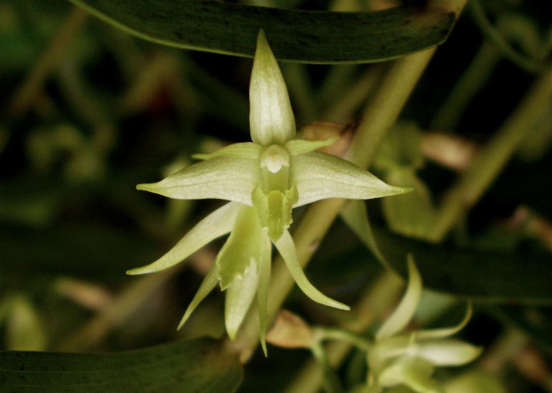Dendrobium blanche-amesiae