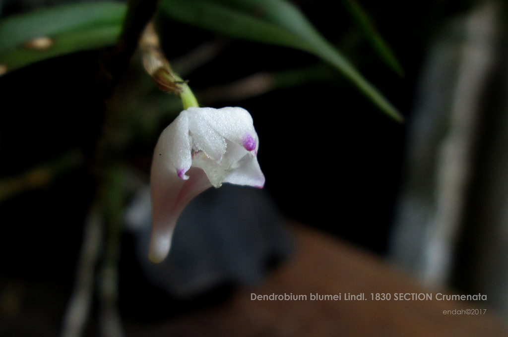 Dendrobium blumei