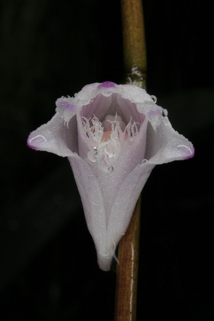Dendrobium blumei