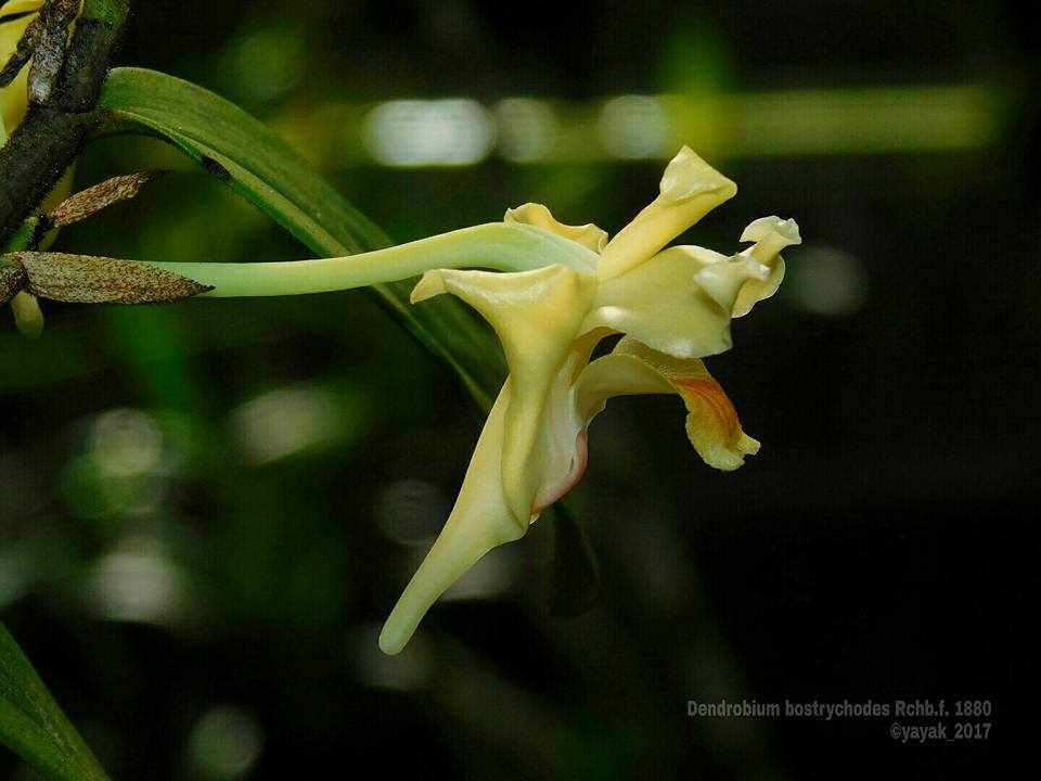 Dendrobium bostrychodes