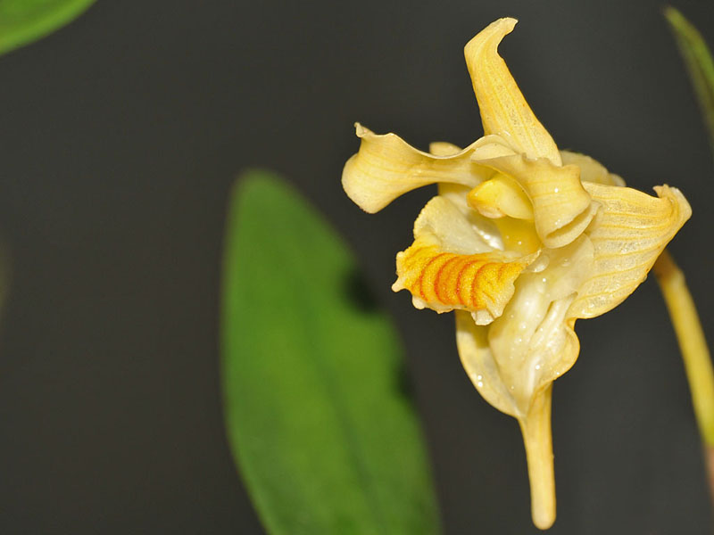 Dendrobium hallieri