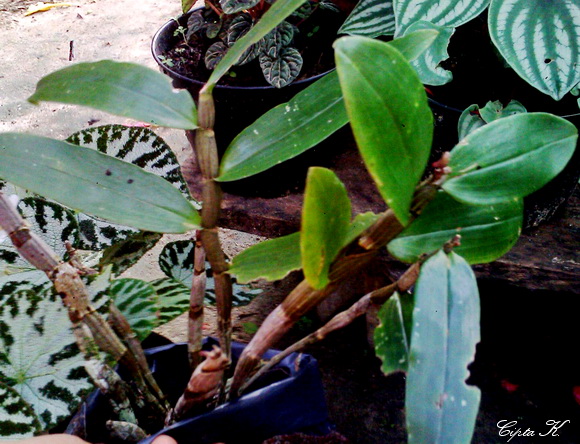 Dendrobium boumaniae