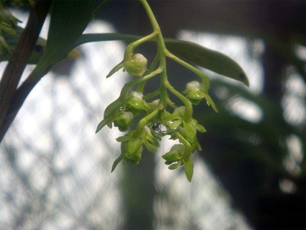 Dendrobium brachyanthum