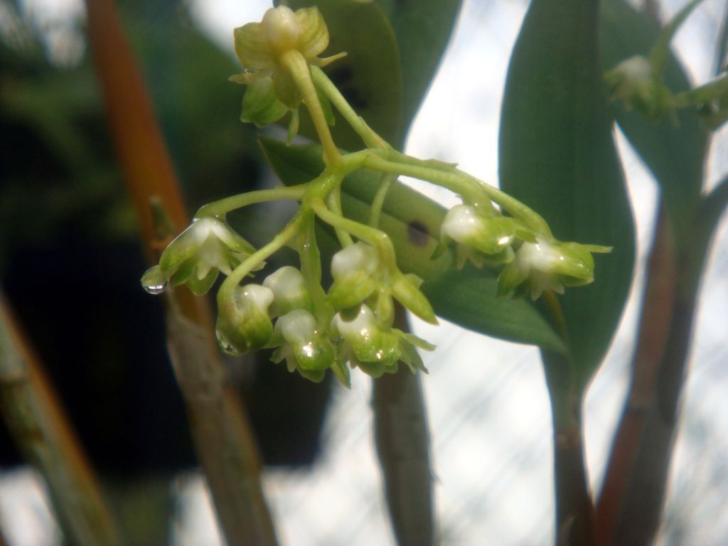 Dendrobium brachyanthum