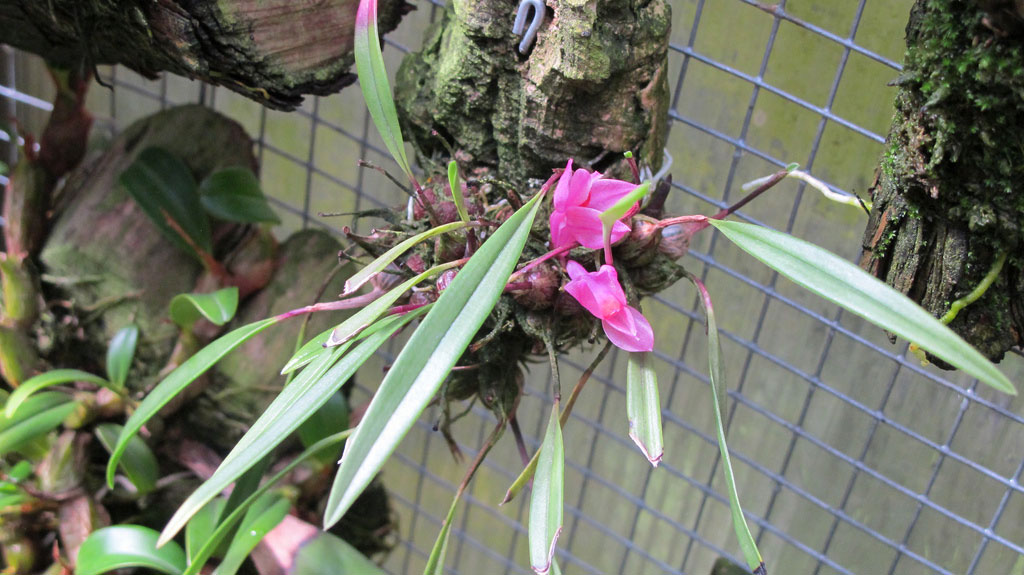 Dendrobium brassii