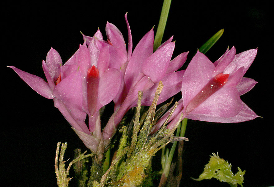 Dendrobium brassii