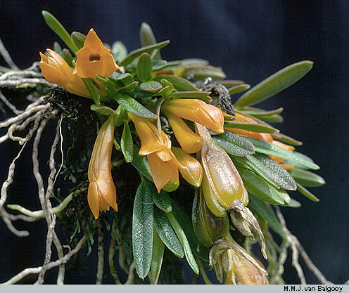 Dendrobium brevicaule