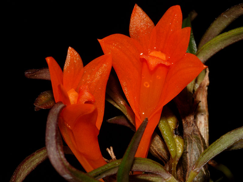 Dendrobium brevicaule