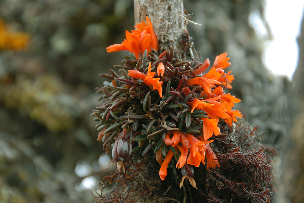 Dendrobium dekockii