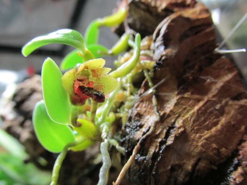 Dendrobium bulbophylloides
