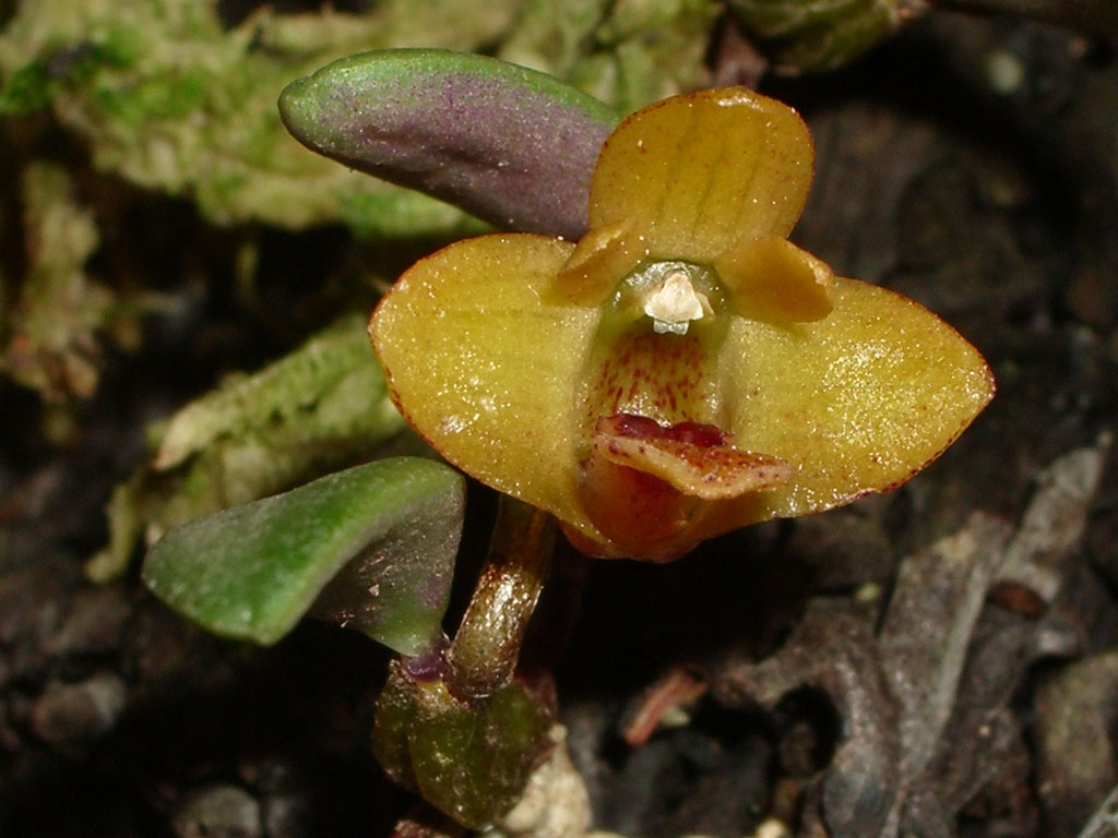 Dendrobium bulbophylloides