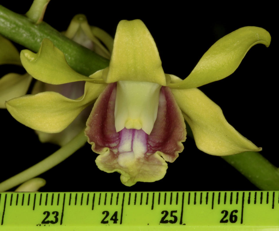 Dendrobium busuangense