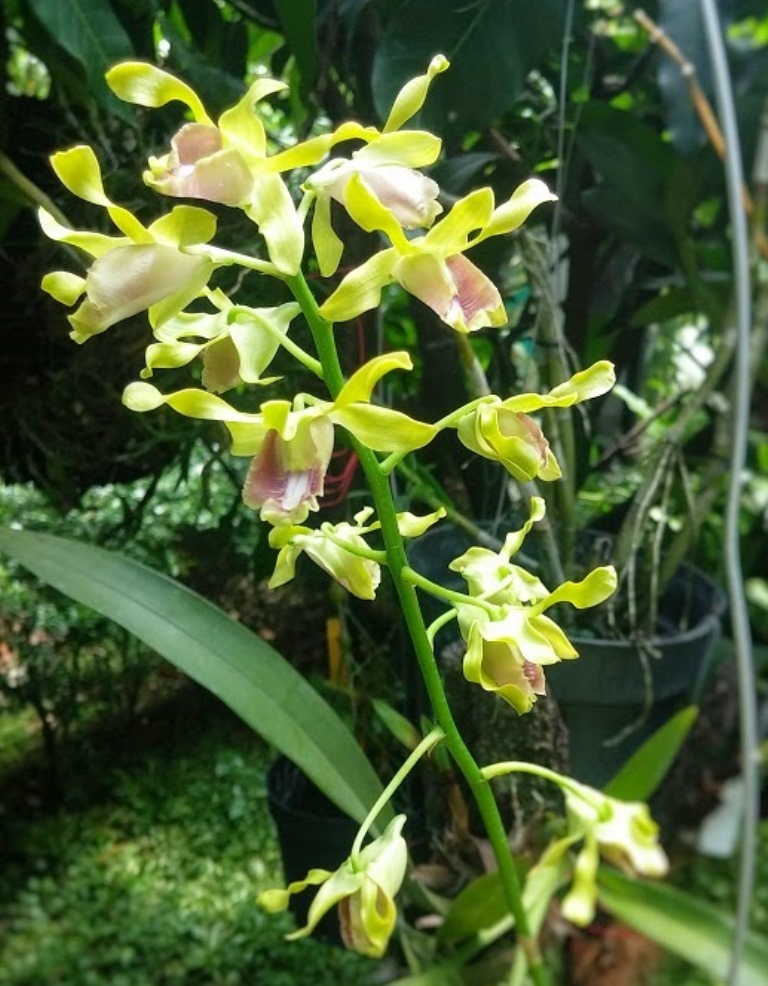 Dendrobium busuangense