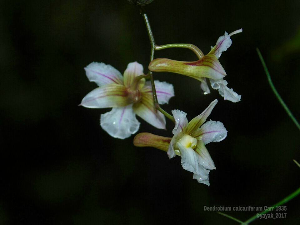 Dendrobium calcariferum