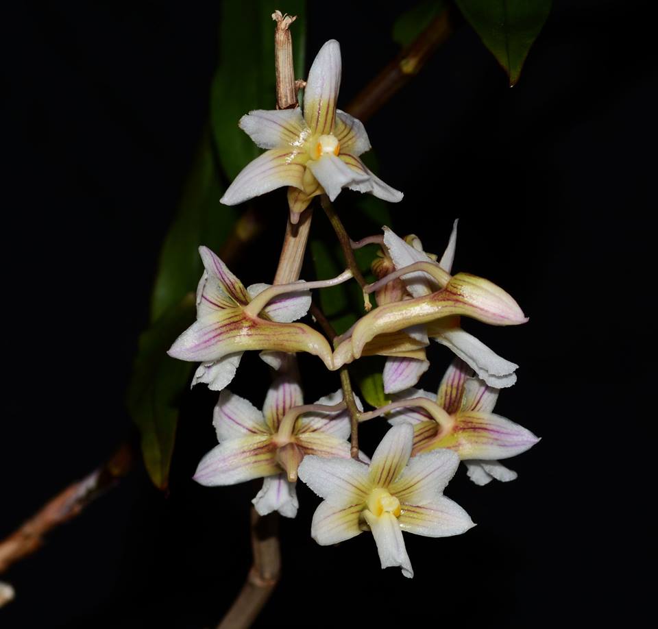 Dendrobium calcariferum