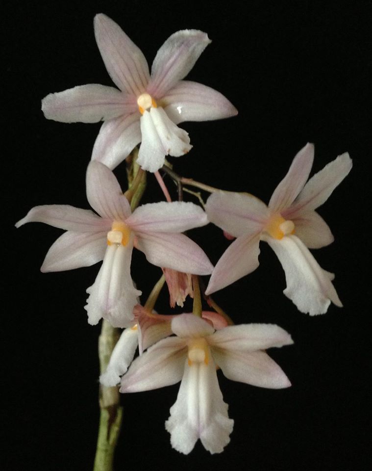 Dendrobium jiewhoei