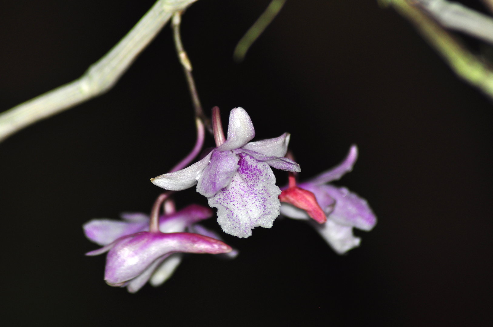 Dendrobium calicopis