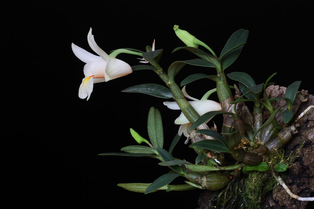 Đại bạch hạc - Dendrobium christyanum