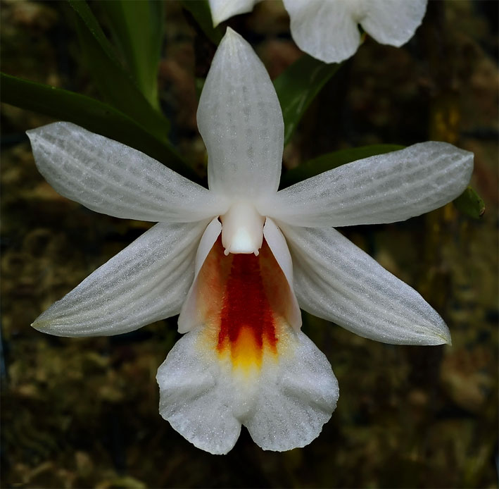 Đại bạch hạc - Dendrobium christyanum