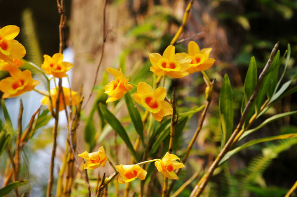 Hoàng thảo kim thoa - Dendrobium clavatum