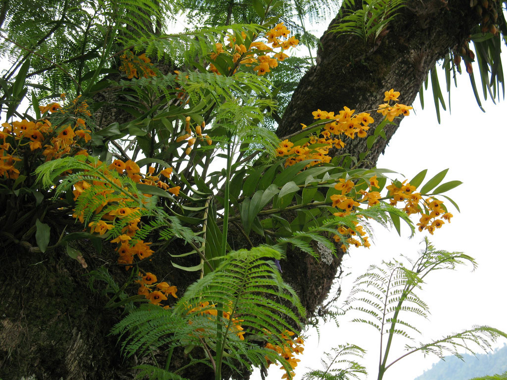 Hoàng thảo long nhãn - Dendrobium fimbriatum