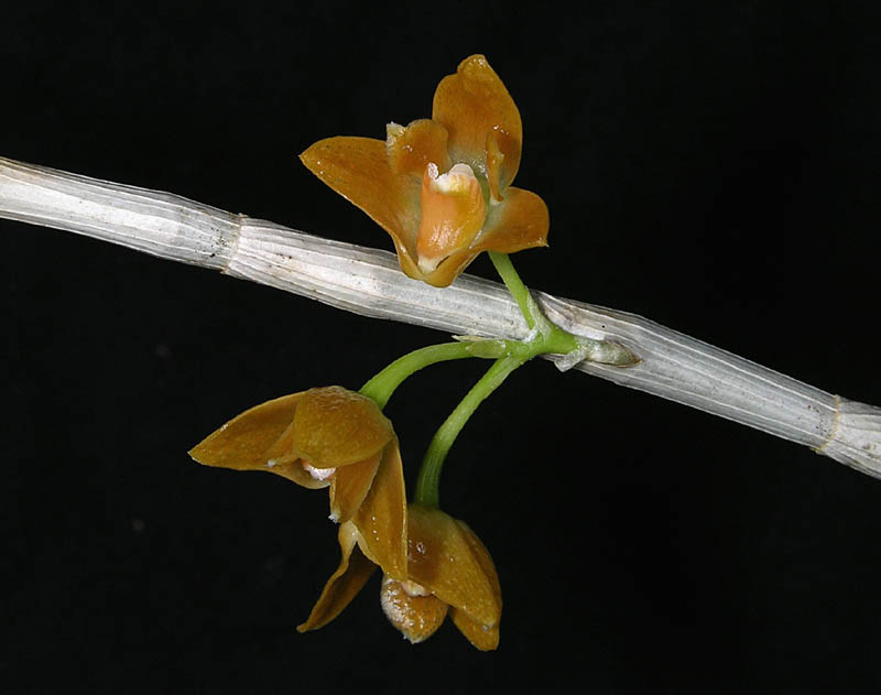 Dendrobium farinatum