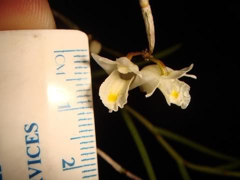 Dendrobium hainanense