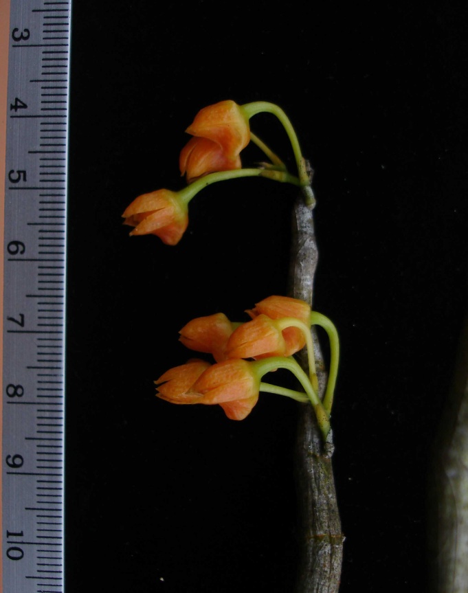 Dendrobium farinatum