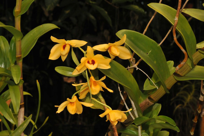 THái Bình - Dendrobium moschatum
