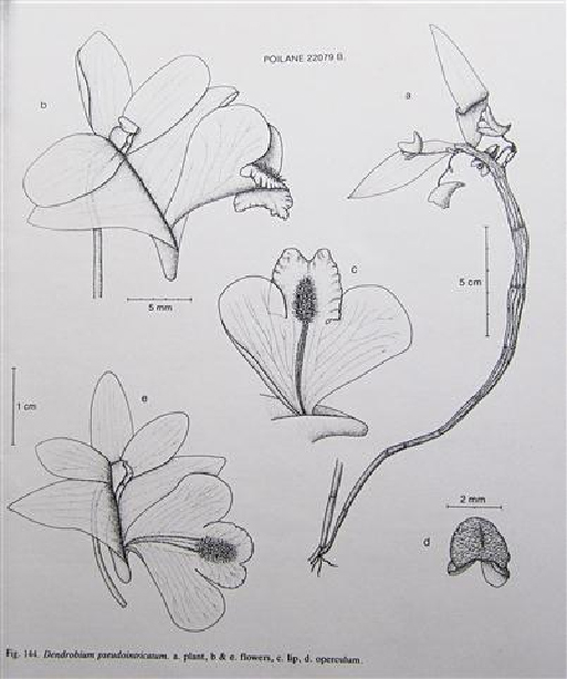 Dendrobium pseudointricatum