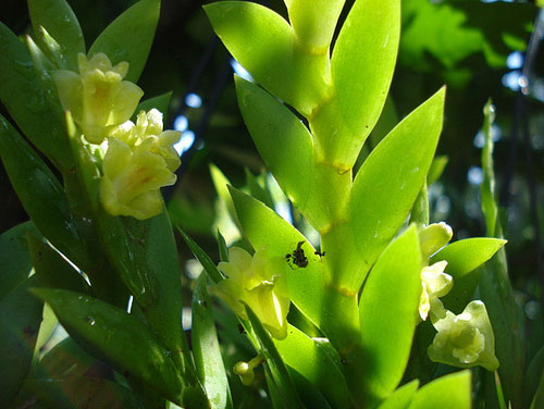 Dendrobium anceps - Hoàng thảo móng rùa