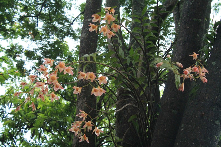 THái Bình - Dendrobium moschatum