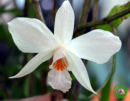 Lan hoàng thảo bù đăng - Dendrobium infundibulum