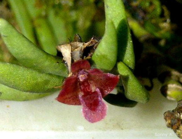 Dendrobium concinnum, hoàng thảo đỏ