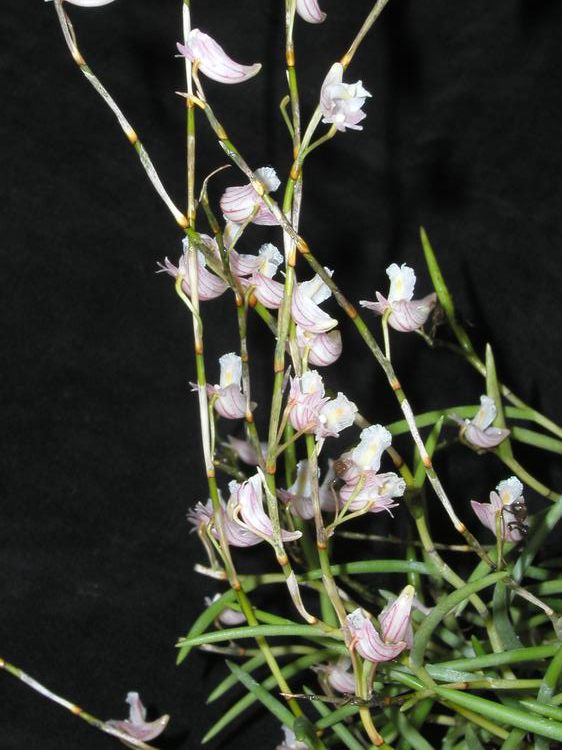 Dendrobium acerosum