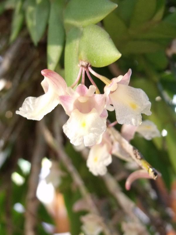 Hoàng thảo móng rồng - Dendrobium nathanielis