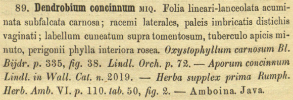 Lan Hoàng thảo đỏ - Dendrobium concinnum