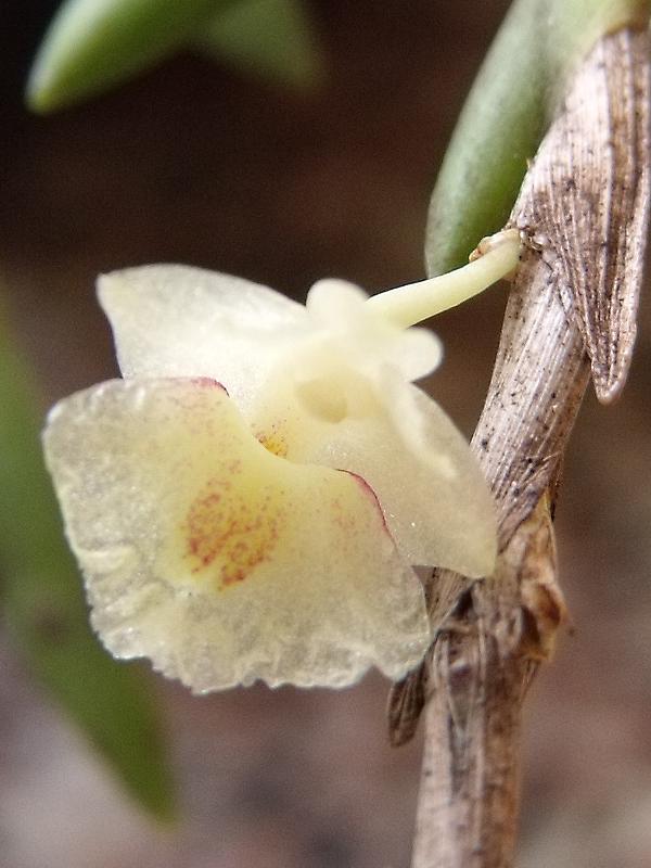 Hoàng thảo xương khô - Dendrobium mannii